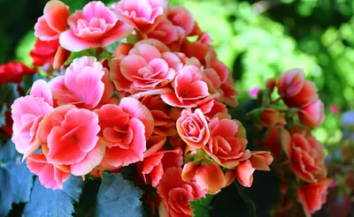 Begonia