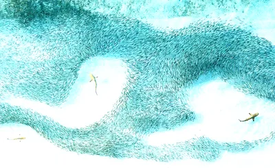 National Geographic Live: Untangling The Mind